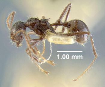 Media type: image;   Entomology 20788 Aspect: habitus lateral view